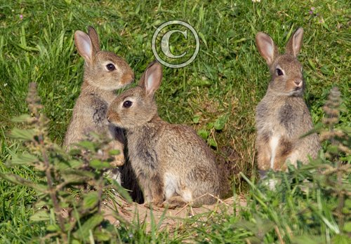 Young Rabbits DM1168